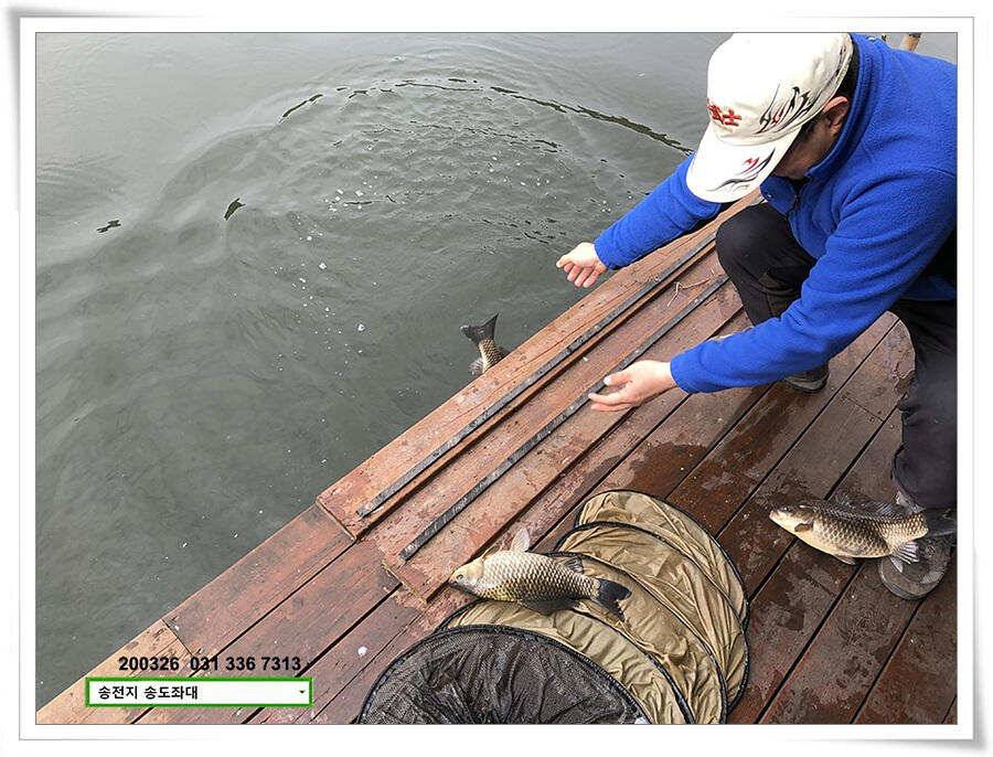 산란 송전지 송도좌대 조황 (유료터정보 - 유료터점주조황)