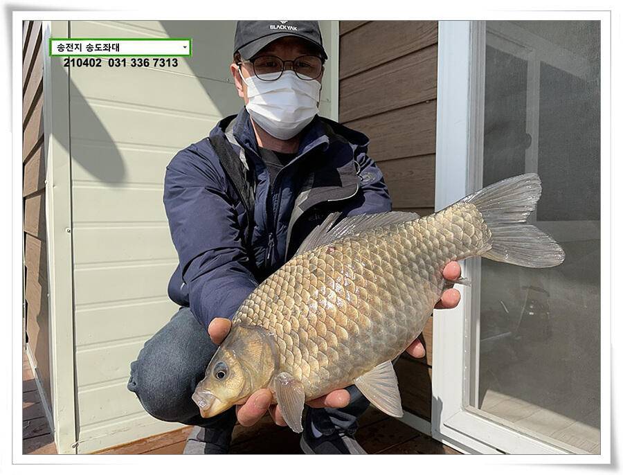 매일 그대와 송전지 송전낚시터 송도좌대 조황 (유료터정보 - 유료터점주조황)