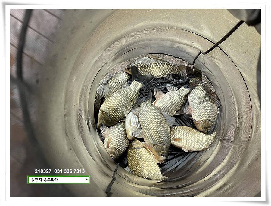 바람과 구름과 4짜 송전지 송도집 좌대 조황 (유료터정보 - 유료터점주조황)