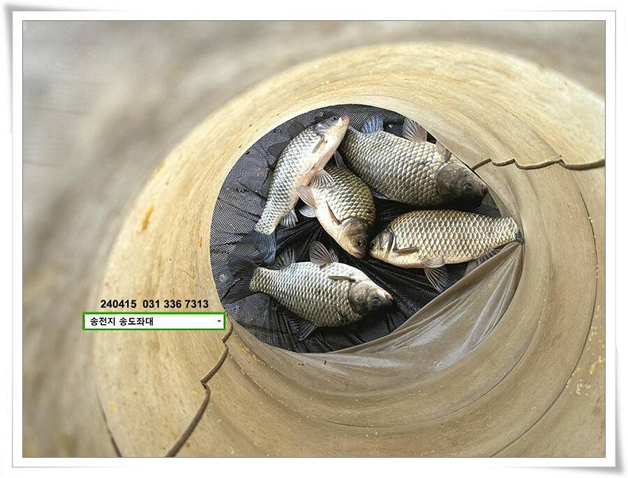 봄 비에 허리급 (유료터정보 - 유료터점주조황)