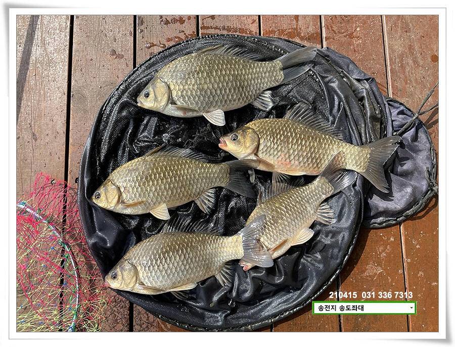 4짜와 허리급송전지 송도집 좌대 조황 (유료터정보 - 유료터점주조황)