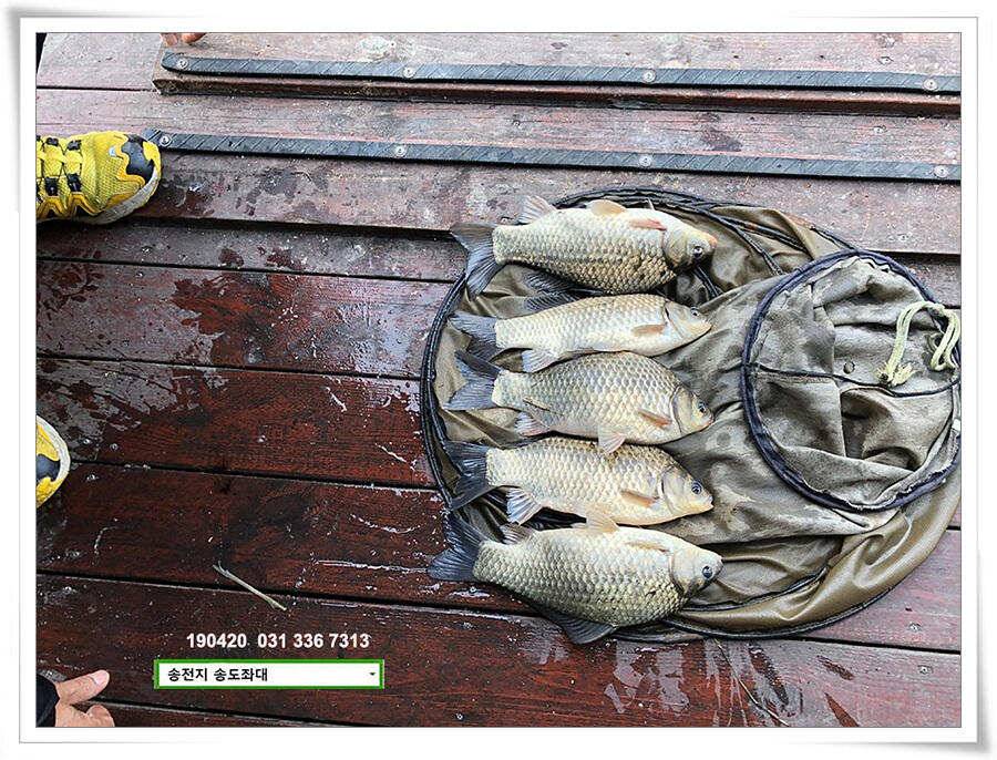 마릿수 드러낸 송도좌대 조황 (유료터정보 - 유료터점주조황)