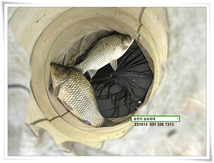 대물의 재림 (유료터정보 - 유료터점주조황)