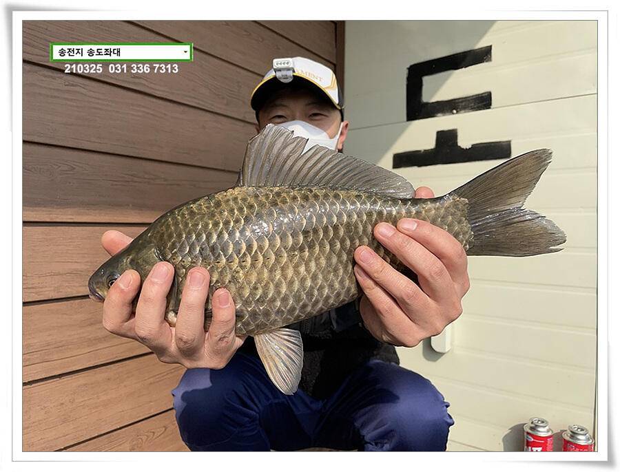 4짜붕어 용인송전지 송도좌대 조황 (유료터정보 - 유료터점주조황)