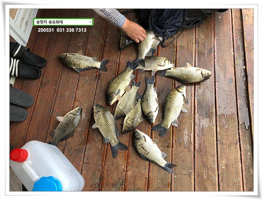 2차 직딩의 난송전지 송도좌대 조황 (유료터정보 - 유료터점주조황)