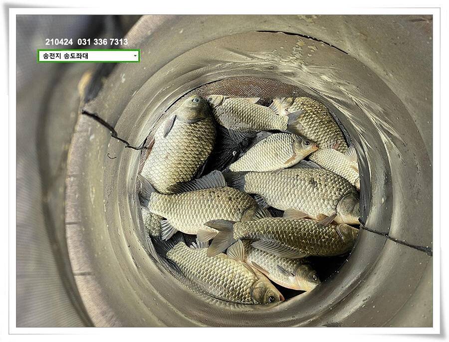 4짜 떡붕어 허리급 마릿수송전지 송도집 좌대 조황 (유료터정보 - 유료터점주조황)