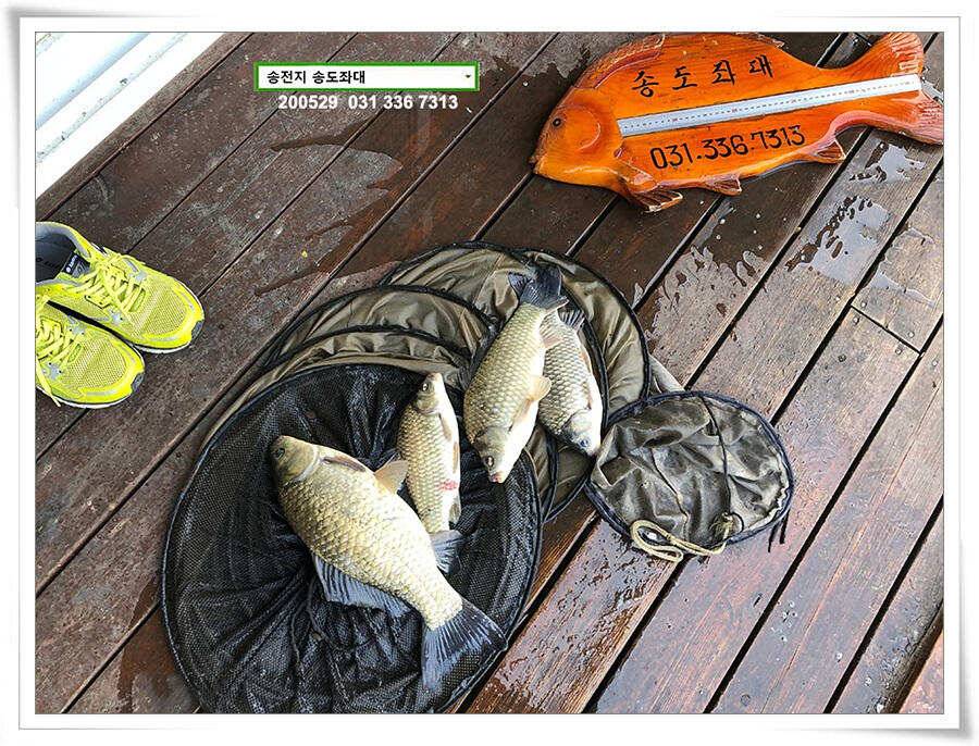 4짜 낚아보기 송전지 송도집 좌대 조황 (유료터정보 - 유료터점주조황)