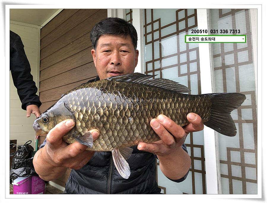 악재에 4짜송전지 송도좌대 조황 (유료터정보 - 유료터점주조황)