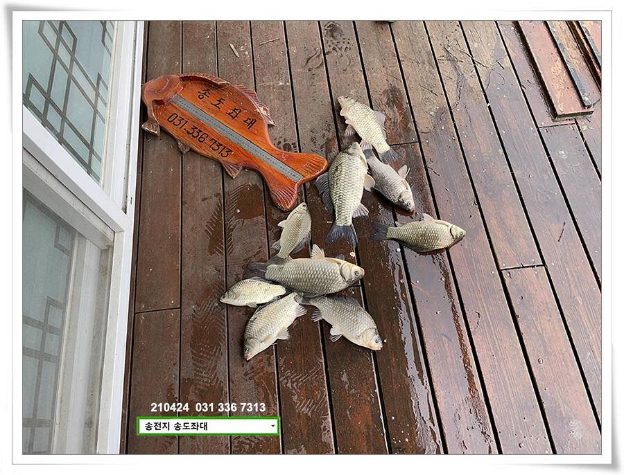 4짜 떡붕어 허리급 마릿수송전지 송도집 좌대 조황 (유료터정보 - 유료터점주조황)