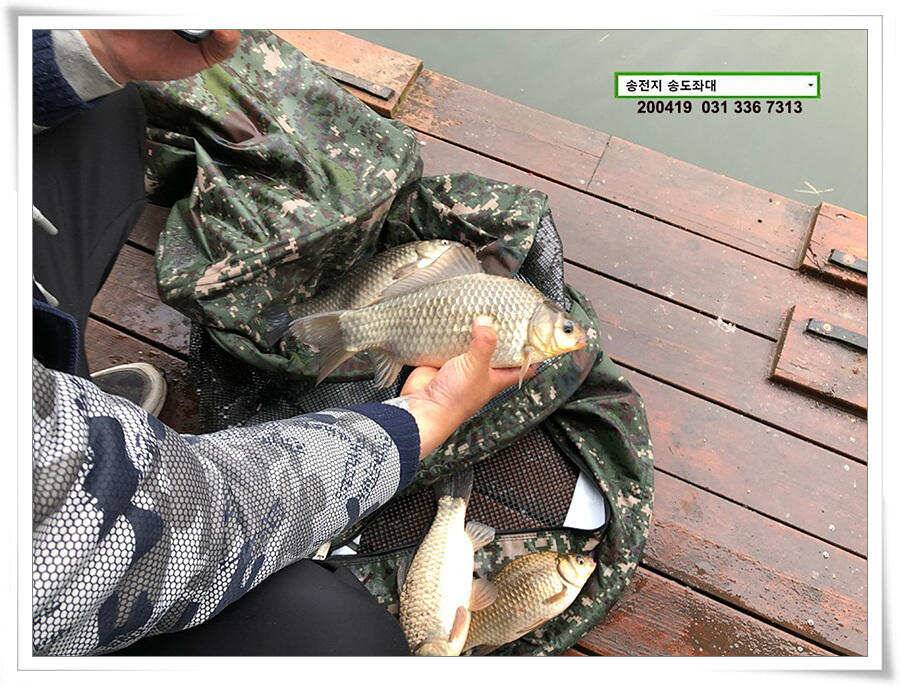 송전지 송전낚시터 송도좌대 조황 (유료터정보 - 유료터점주조황)