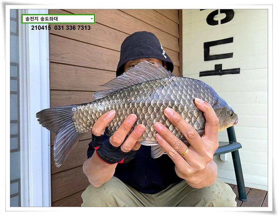 4짜와 허리급송전지 송도집 좌대 조황 (유료터정보 - 유료터점주조황)