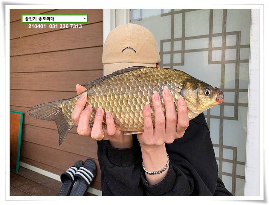 4짜 잼 꿀 잼 용인송전지 송도좌대 조황 (유료터정보 - 유료터점주조황)