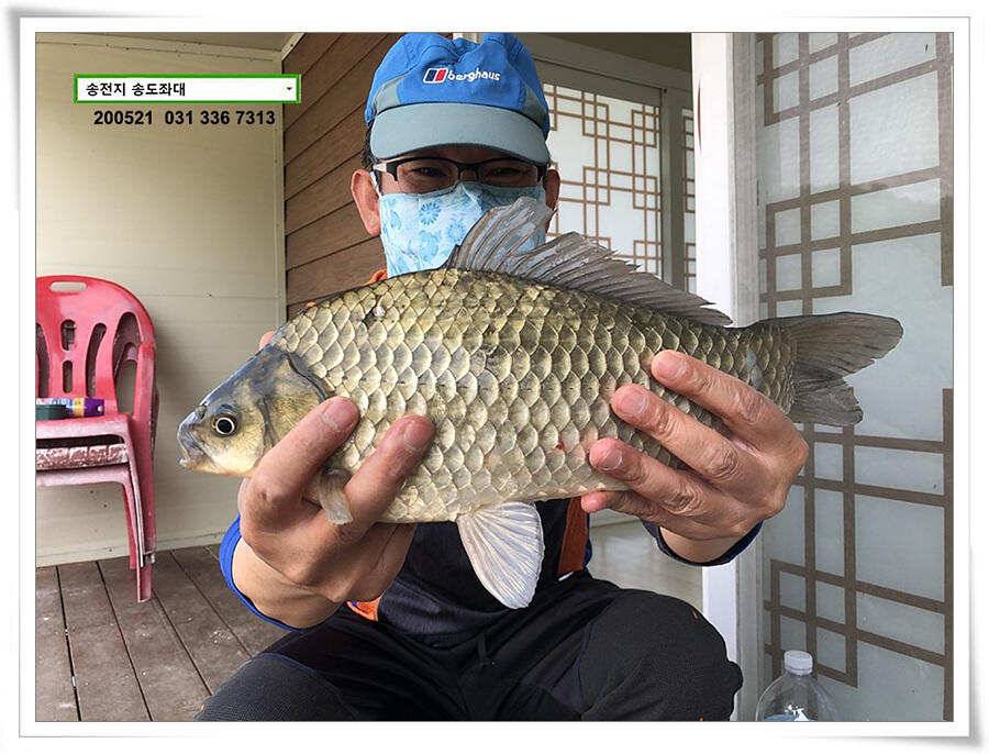 마릿수 보인 송전지 송도좌대 조황 (유료터정보 - 유료터점주조황)