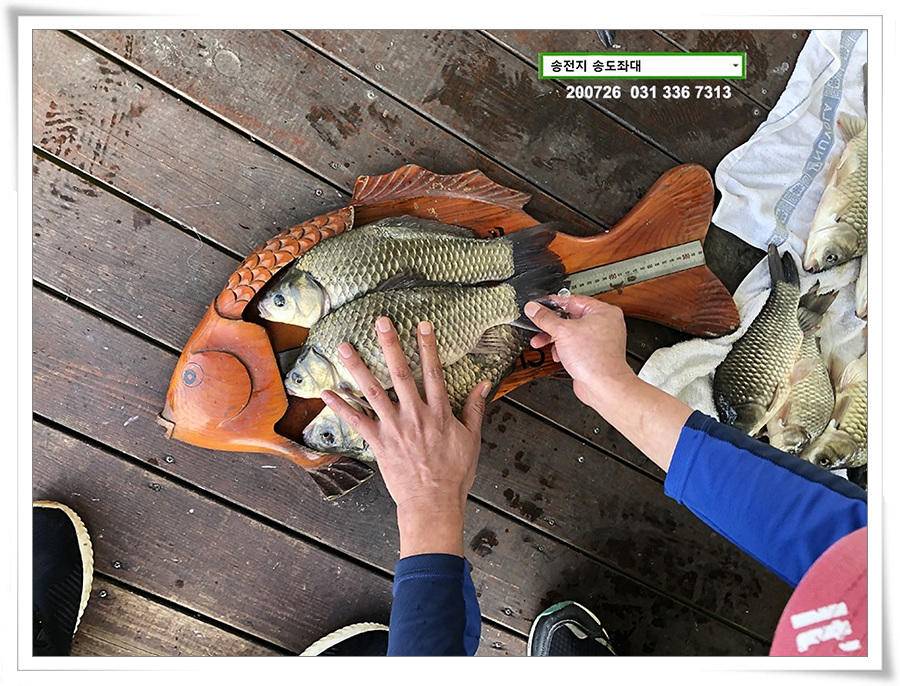 오름장에 덩어리 낚기 송전지 송도좌대 조황 (유료터정보 - 유료터점주조황)