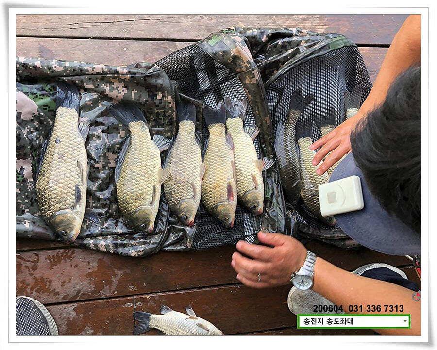 송전지 송도좌대 조황 (유료터정보 - 유료터점주조황)