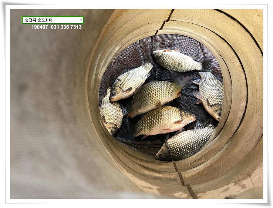 다시 빌드업 나선 송도좌대 조황 (유료터정보 - 유료터점주조황)
