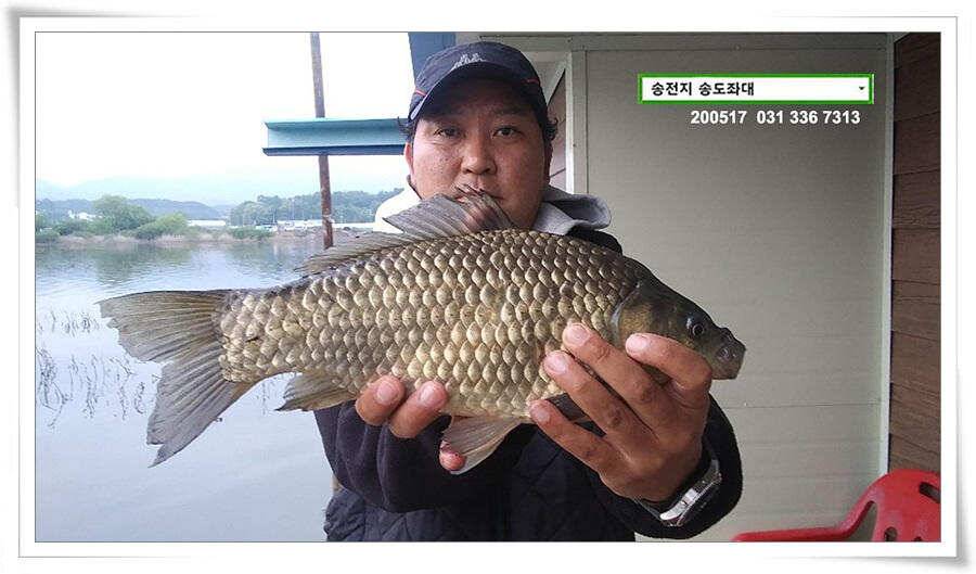 송전지 송도집 좌대 조황 (유료터정보 - 유료터점주조황)