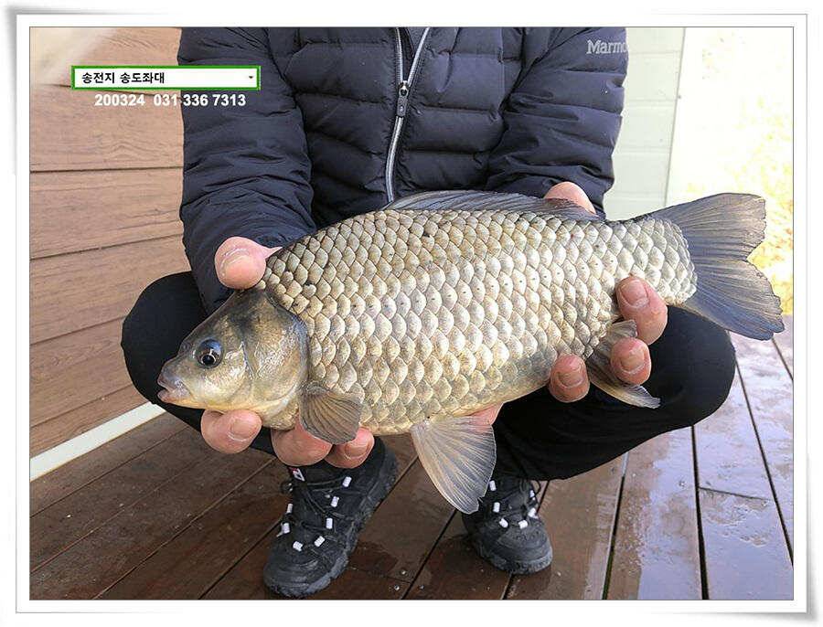 덩어리 등판하는 송전지 송도좌대 조황 (유료터정보 - 유료터점주조황)