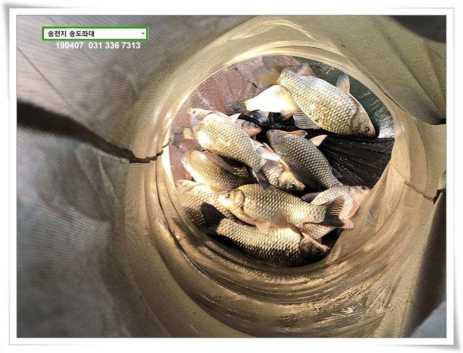 다시 빌드업 나선 송도좌대 조황 (유료터정보 - 유료터점주조황)