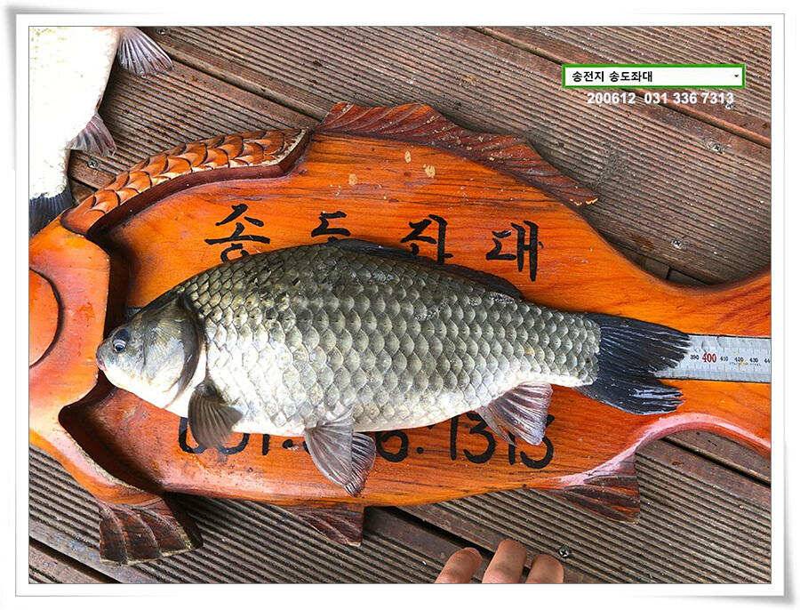 갈수기 전 4짜 송전지 송도집 좌대 조황 (유료터정보 - 유료터점주조황)