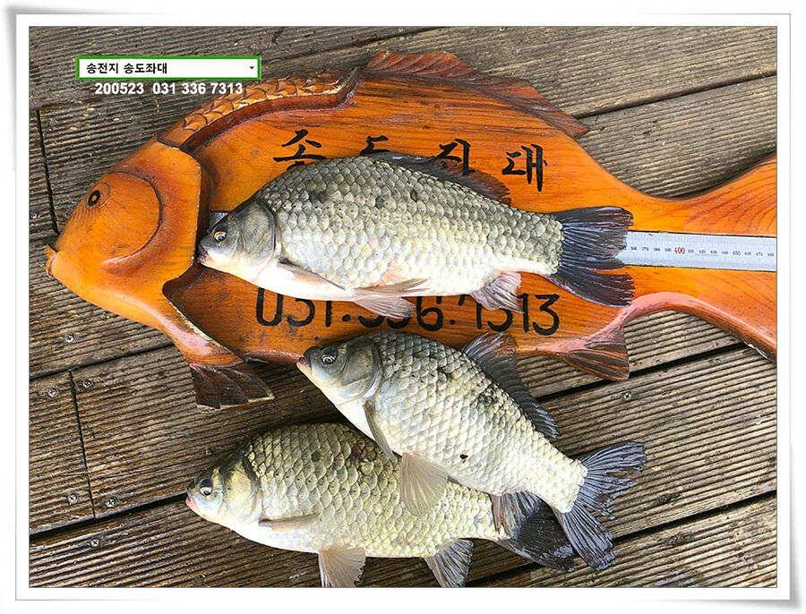 늦바람 난 송전지 조황 (유료터정보 - 유료터점주조황)