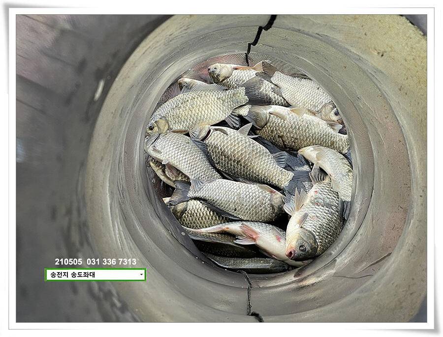 어른이 날 4짜송전지 송도집 좌대 조황 (유료터정보 - 유료터점주조황)