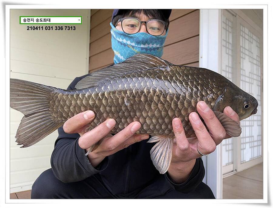 4040클럽 송전지 송도집 좌대 조황 (유료터정보 - 유료터점주조황)