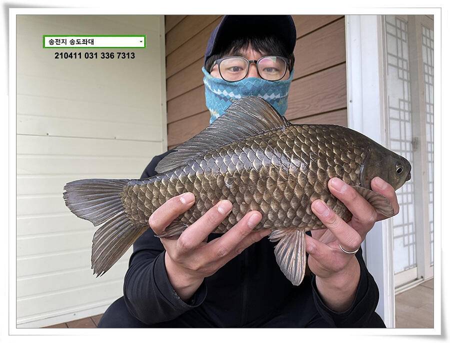 4040클럽 송전지 송도집 좌대 조황 (유료터정보 - 유료터점주조황)
