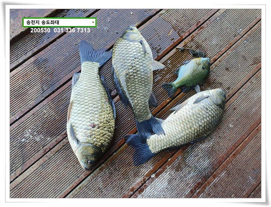 4짜 낚아보기 송전지 송도집 좌대 조황 (유료터정보 - 유료터점주조황)