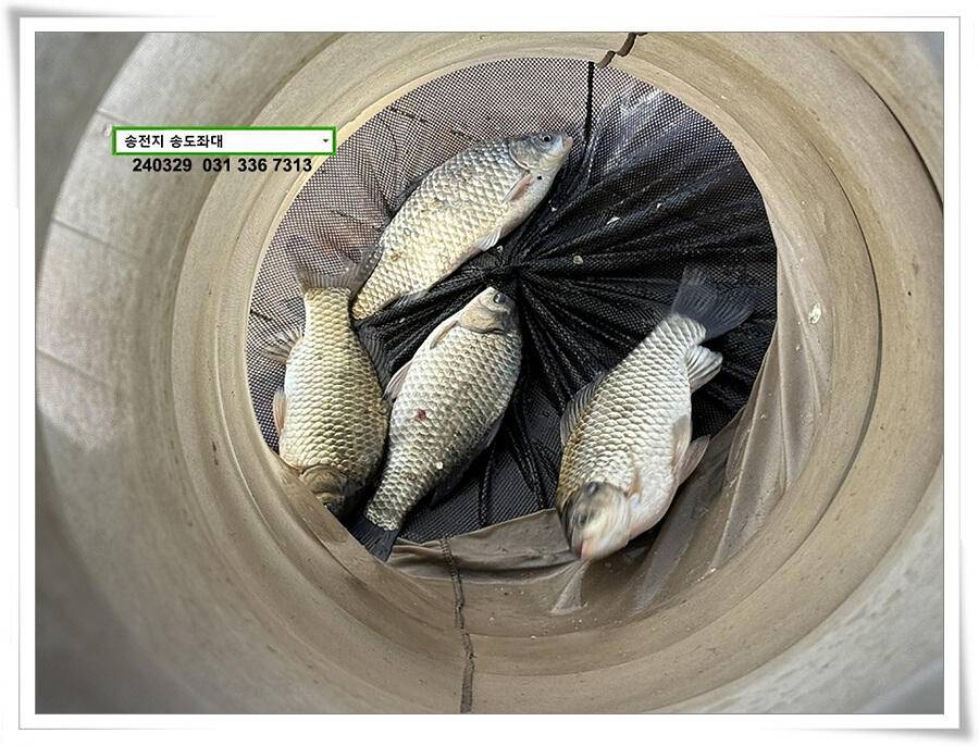 달라진 활성도 (유료터정보 - 유료터점주조황)