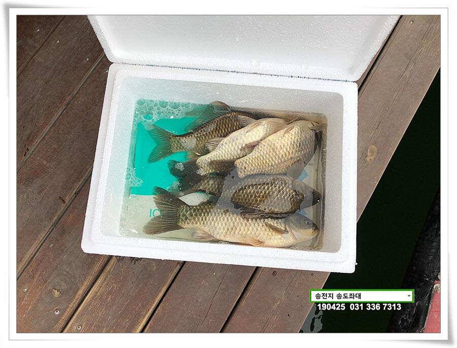 송전지 송도좌대 조황 (유료터정보 - 유료터점주조황)