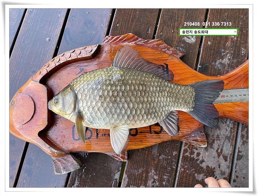 4짜 두 마리 몰고 감송전지 송도좌대 조황 (유료터정보 - 유료터점주조황)