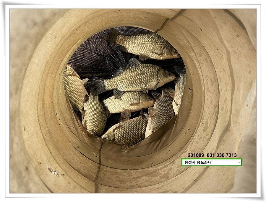 스멀스멀 가을붕어 (유료터정보 - 유료터점주조황)