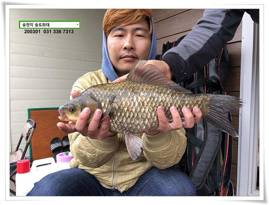 연이은 덩어리 송전지 송도좌대 조황 (유료터정보 - 유료터점주조황)