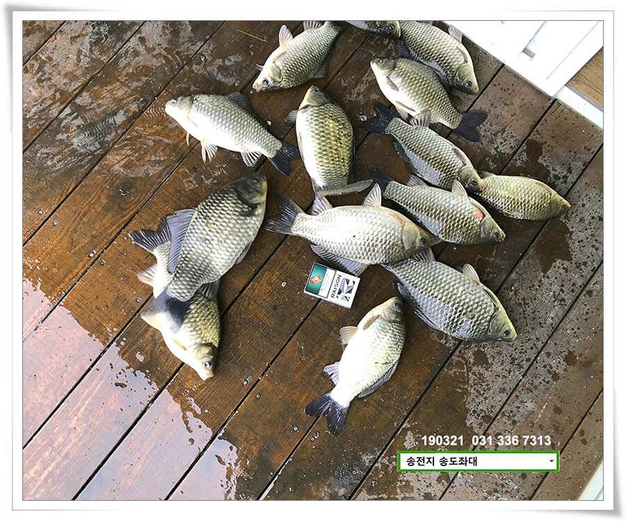 송전지 송도좌대 조황 (유료터정보 - 유료터점주조황)