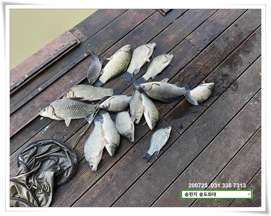 오름 장바구니 송전지 송도좌대 조황 (유료터정보 - 유료터점주조황)