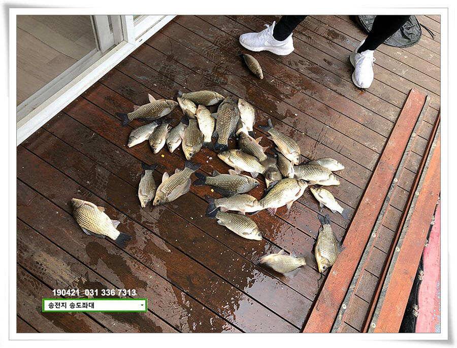 마릿수와 꽝의 차이 (유료터정보 - 유료터점주조황)
