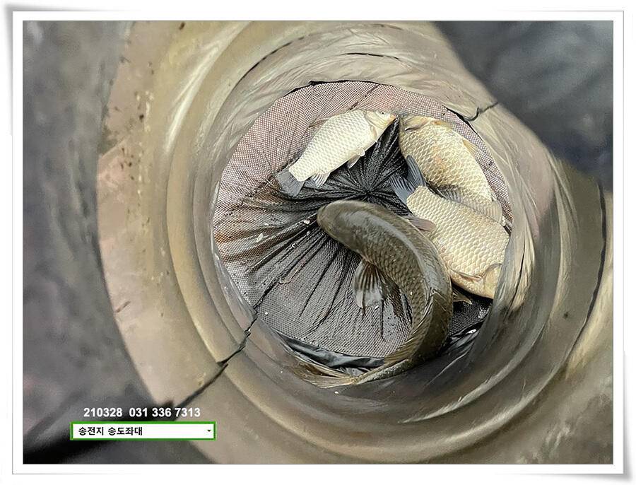 바람과 구름과 4짜 송전지 송도집 좌대 조황 (유료터정보 - 유료터점주조황)