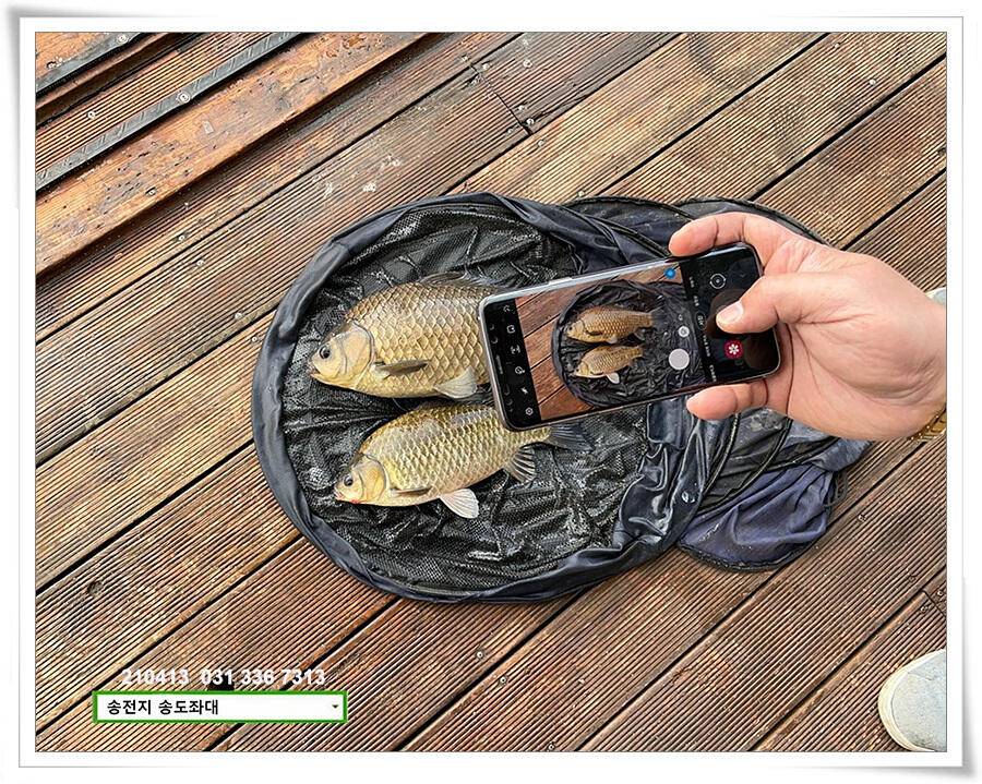 435cm송전지 송도좌대 조황 (유료터정보 - 유료터점주조황)