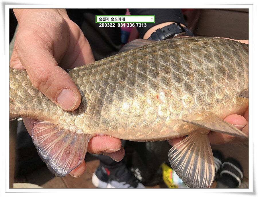 입 벌려 딸기 들어간닷송전지 송도좌대 조황 (유료터정보 - 유료터점주조황)