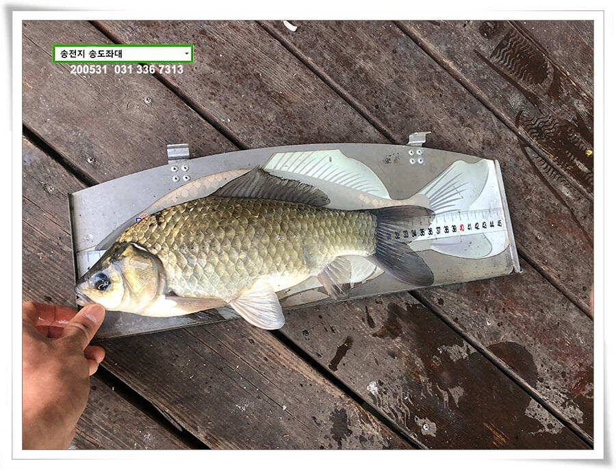 2차 직딩의 난송전지 송도좌대 조황 (유료터정보 - 유료터점주조황)