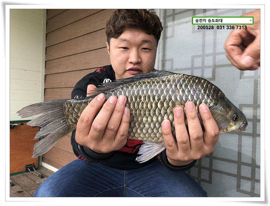 4짜 혹은 이십4짜송전지 송도좌대 조황 (유료터정보 - 유료터점주조황)