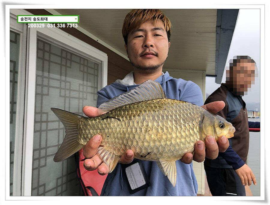 버들 싹 필 무렵 송전지 송도좌대 조황 (유료터정보 - 유료터점주조황)