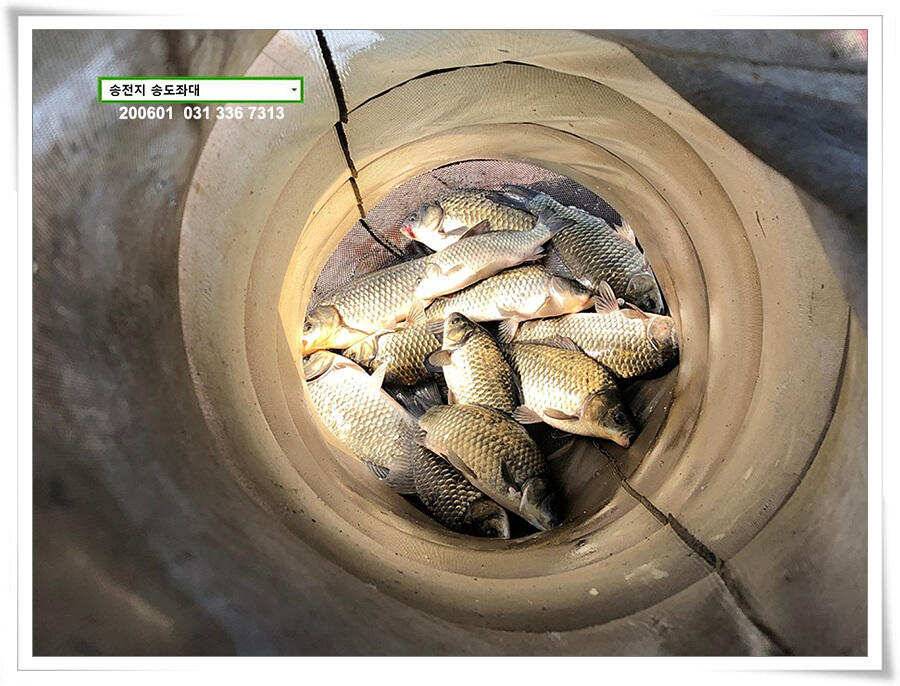 송전지 송전낚시터 송도좌대 조황 (유료터정보 - 유료터점주조황)
