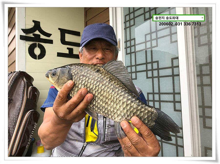 송전지 송도집 좌대 조황 송전낚시터 (유료터정보 - 유료터점주조황)
