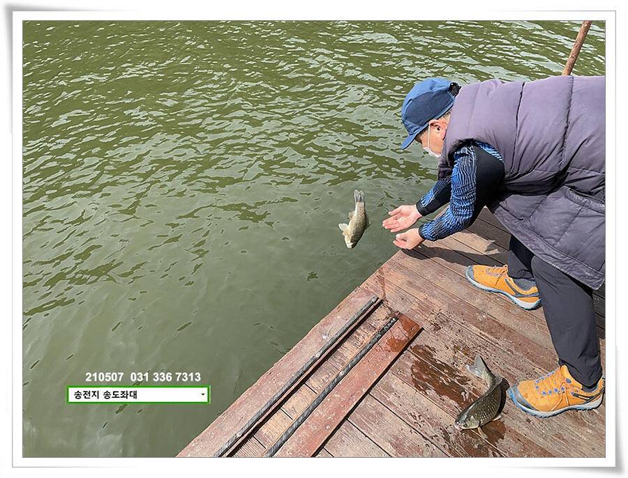 풍파에도 허리급송전지 송도좌대 조황 (유료터정보 - 유료터점주조황)