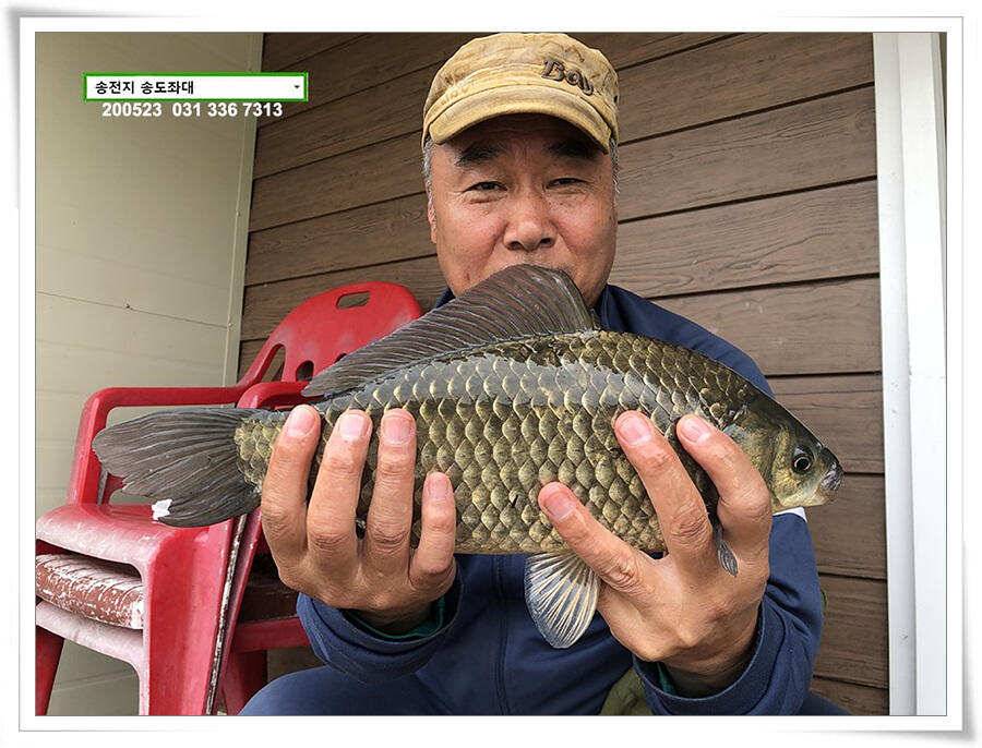 늦바람 난 송전지 조황 (유료터정보 - 유료터점주조황)