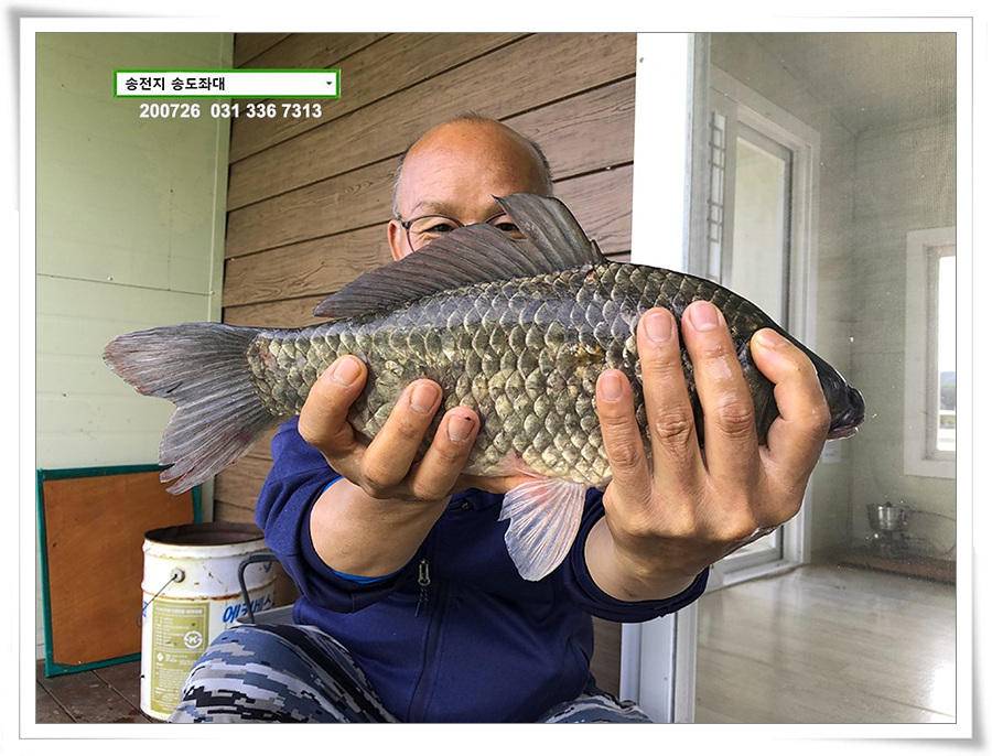 오름장에 덩어리 낚기 송전지 송도좌대 조황 (유료터정보 - 유료터점주조황)