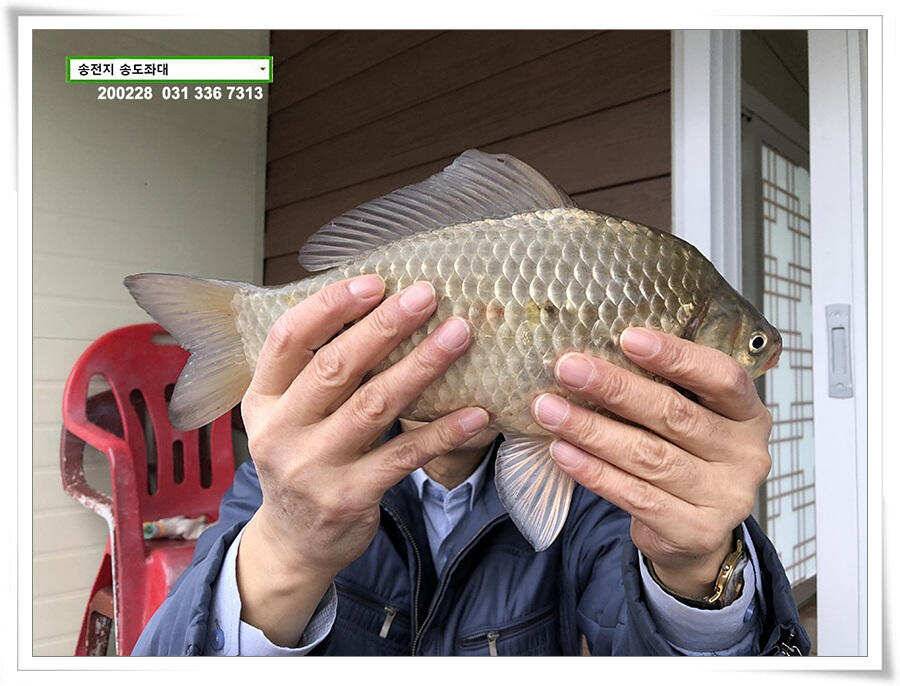 4짜 참전하는 송전지 송도좌대 조황 (유료터정보 - 유료터점주조황)