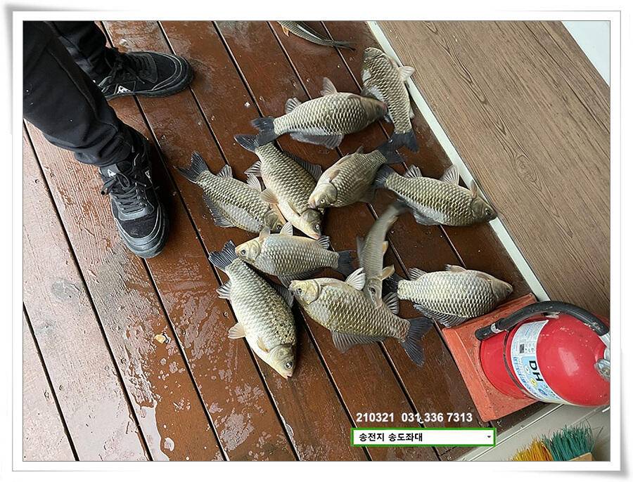 4짜 혹은 마릿수 송전지 송도좌대 조황 (유료터정보 - 유료터점주조황)